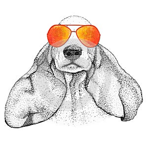 Spaniel dog head hand drawn illustration. Doggy in sunglasses, isolated