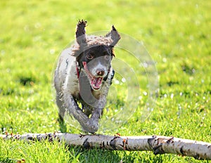 Spaniel dog jumping tree