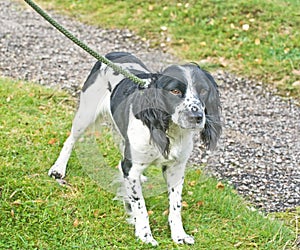 Spaniel dog on a lead.