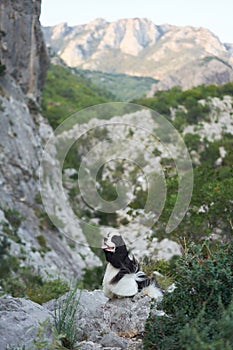 The Spaniel dog looks back with windswept fur, moment of adventure captured.