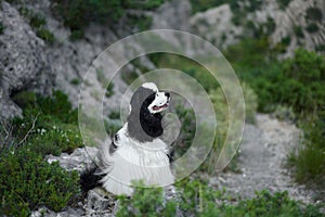 The Spaniel dog looks back with windswept fur, moment of adventure captured.