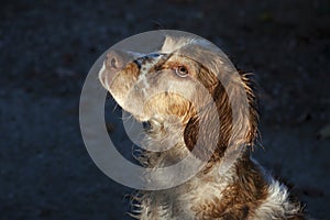 Spaniel Dog. Portrait of a hunting dog.