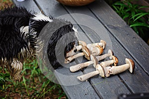 Spaniel dog smells fresh wild mushrooms on wooden bench