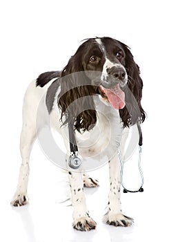 Spaniel dog with a stethoscope on his neck.
