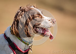 Spaniel dog with tongue out