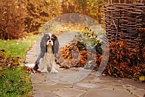 spaniel dog walking in november garden