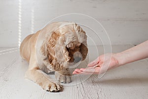 Spaniel eating dog food from his bowl