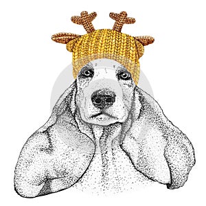 Spaniel with gold knitted hat and scarf. Hand drawn illustration of dressed dog