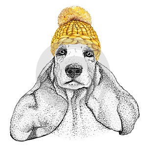 Spaniel with gold knitted hat and scarf. Hand drawn illustration of dressed dog