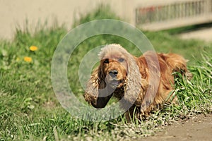 Spaniel Pees