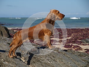 Spaniel Pose