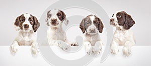 Spaniel puppies photo