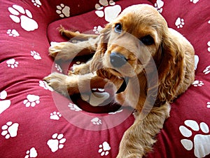 Spaniel Puppy photo