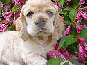 Spaniel puppy