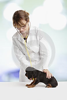 Spaniel puppy in front of a veterinarian doctor