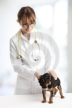 Spaniel puppy in front of a veterinarian doctor