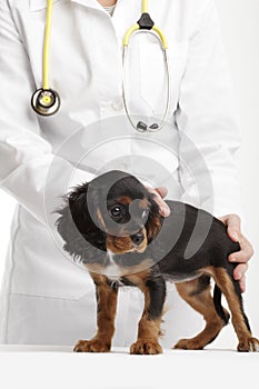 Spaniel puppy in front of a veterinarian doctor