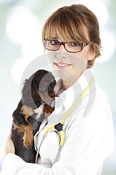 Spaniel puppy in front of a veterinarian doctor