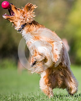 Spaniel puppy trying to catch a ball