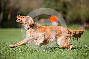 Spaniel puppy trying to catch a ball or a stick