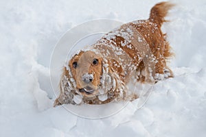 Spaniel in the snow