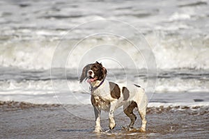 Spaniel