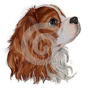 Spaniel Tim dog realistic