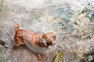 Spaniel in water
