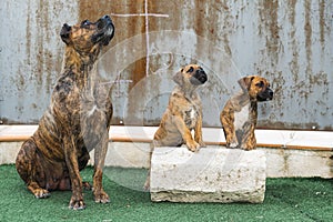 A dog and her puppies waiting to be fed photo