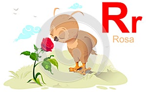 Spanish alphabet abc letter r rose translation rosa. Owl inhale scent of flower