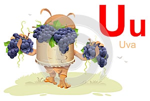 Spanish alphabet education abc order letter u grapes translation uva. Owl harvest and hold bunches of grapes photo