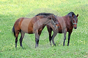 Spanish Andalucian horses standing in a field