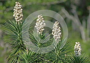 Spanish bayonet Yucca aloifolia growing in 4 height levels, Individual blooms are six-parted, bell-shaped and droop downward; st