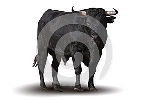 Spanish black bull photo