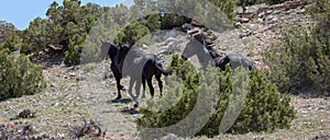 Spanish black wild horses running free in the Pryor mountains of the western USA