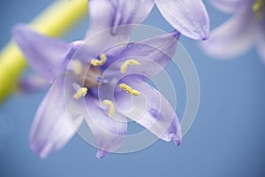 Spanish bluebell flower hyacintoides hispanica