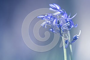 Spanish bluebell flowers blooming and blossoming in a field or botanical garden outside