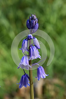 Spanish bluebell Hyacinthoides hispanica