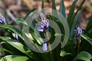Spanish bluebell Hyacinthoides hispanica