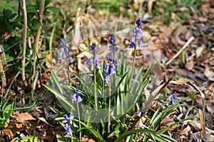 Spanish bluebell Hyacinthoides hispanica