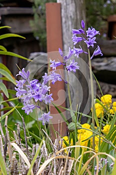 Spanish bluebell Hyacinthoides hispanica blooming in april photo