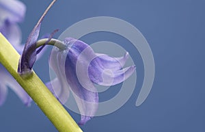 Spanish bluebell hyacintoides hispanica