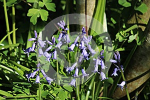 Spanish bluebells endymion hispanicus in sunlight