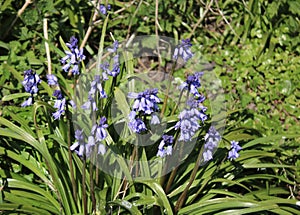 Spanish bluebells, hyacinthoides hispanica