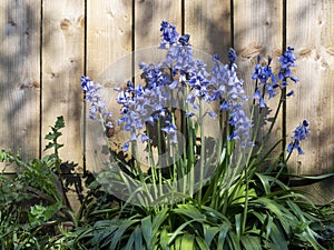 Spanish bluebells, Hyacinthoides hispanica. By fence in spring sunshine. UK.