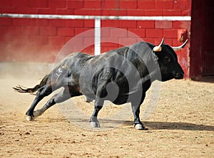 Spanish bull
