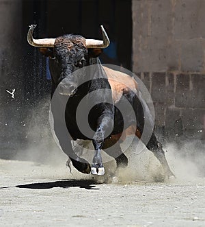 Spanish bull photo