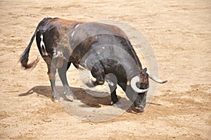 Spanish bull on a bullring