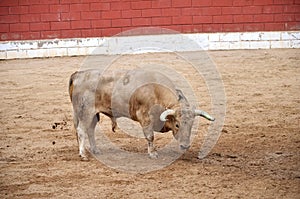 Spanish bull on a bullring