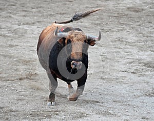 Spanish bull in bullring on spain
